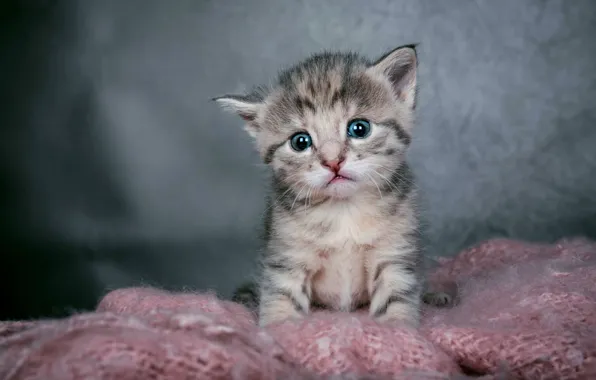 Картинка кошка, взгляд, серый, малыш, полосатый, котенок, серый фон, мордашка