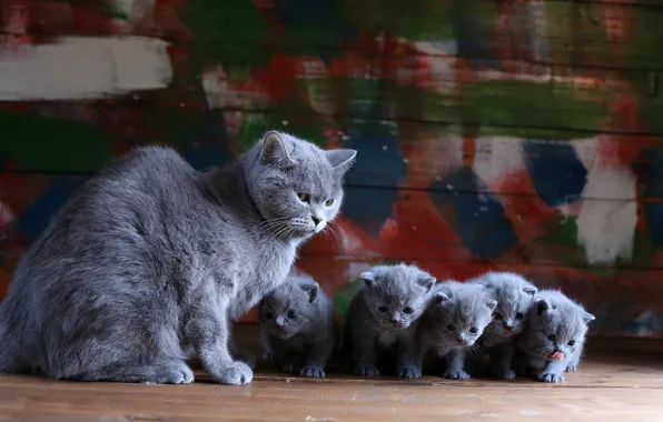 Картинка кошка, фон, котёнок, британский