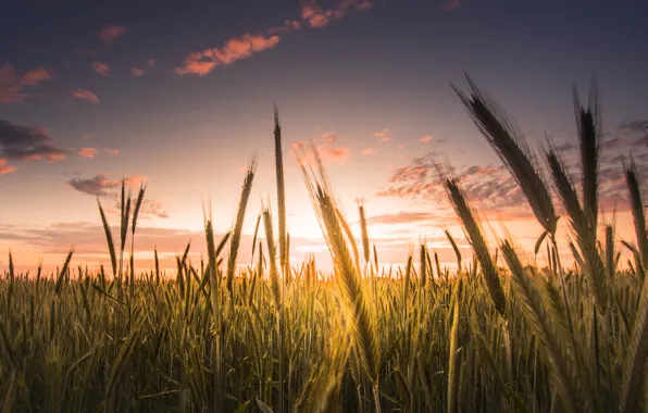 Картинка пшеница, поле, небо, облака, макро, фон, widescreen, обои