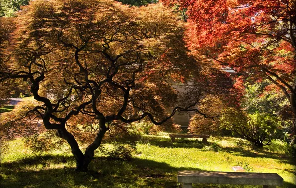 Картинка осень, парк, дерево, colors, Nature, park, autumn, tree