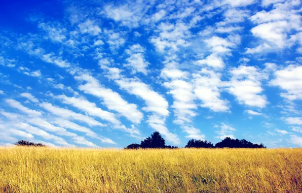 Поле, небо, трава, облака, деревья