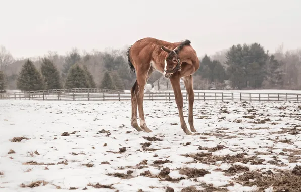 Картинка снег, природа, Baby Horse