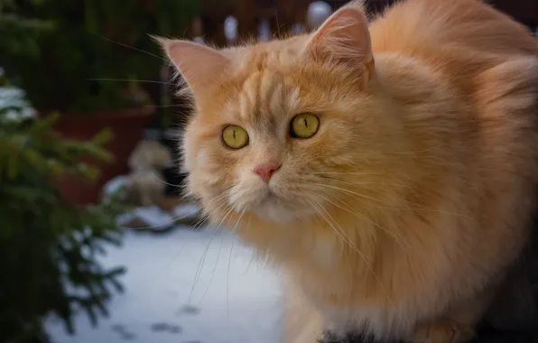 Картинка кошка, взгляд, рыжая