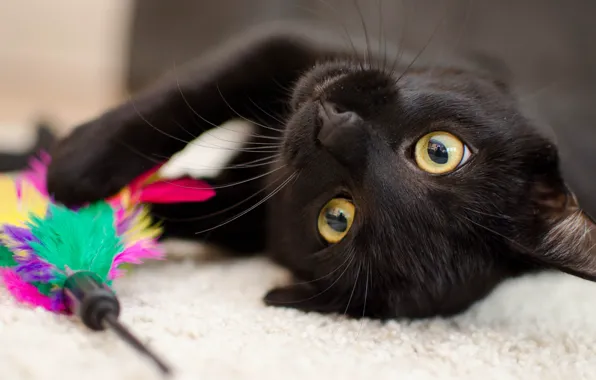 Картинка кошка, глаза, кот, морда, крупный план, фон, черный, игрушка