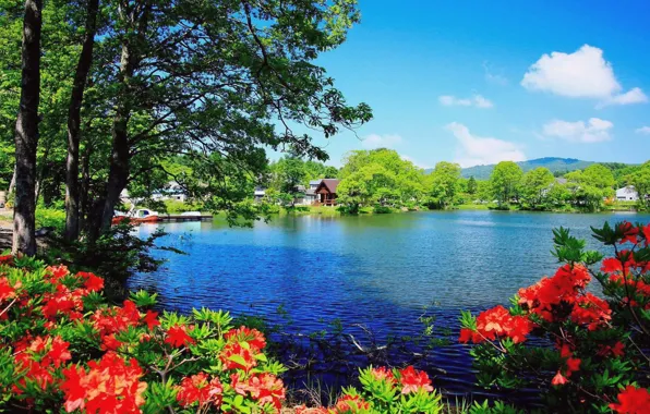 Flower, sky, lake, houses