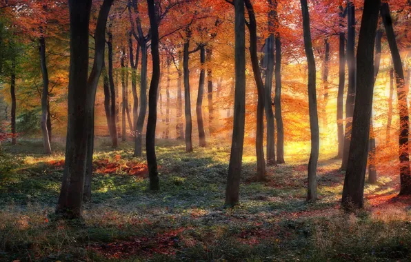 Картинка лес, деревья, краски осени