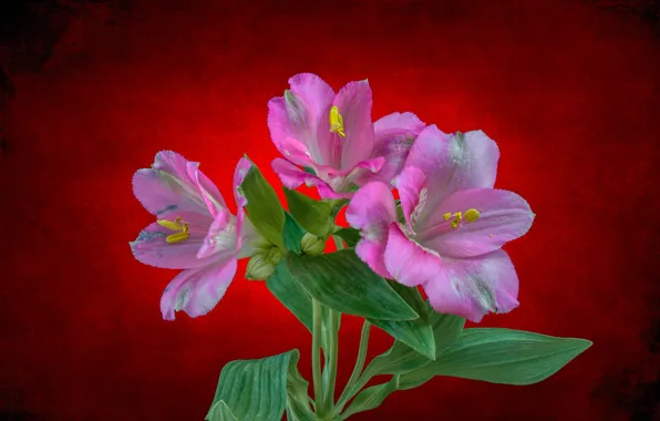 Листья, цветы, фон, подсветка, Альстрёмерия