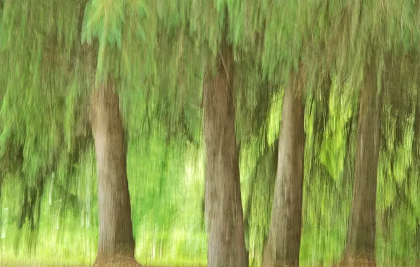 Картинка лес, листья, деревья, абстракция, штрих