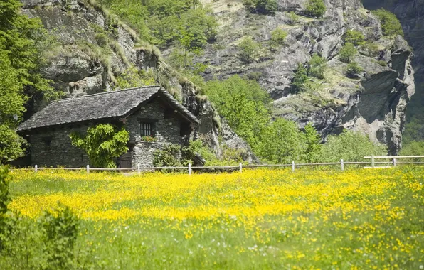 Картинка зелень, поле, лето, трава, цветы, скала, дом, забор