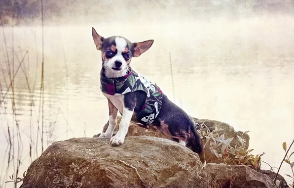 Картинка стиль, фон, собака