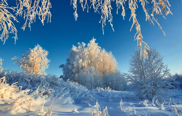 Зима, снег, деревья, Россия, изморозь, Республика Коми, Илья Лисаускас, Усть-Ухта