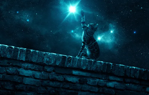 Кошка, ночь, стена, звезда, лапа, звездное небо