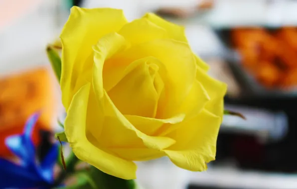 Картинка макро, розы, лепестки