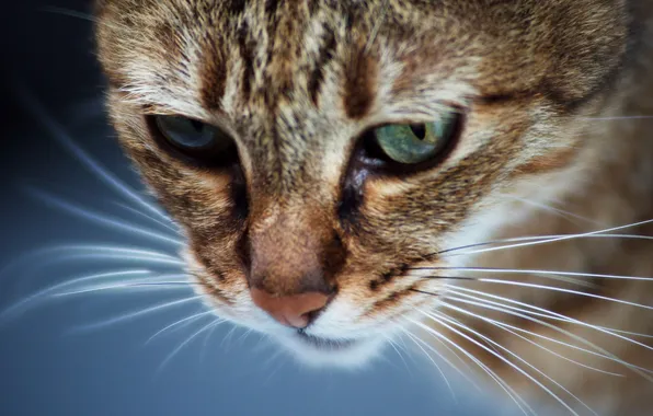 Tabby, whiskers, Tom cat