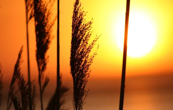 Картинка трава, солнце, Закат