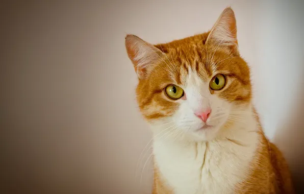 Картинка кошка, взгляд, портрет