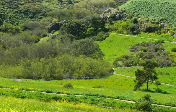 Картинка трава, деревья, природа, парк, камни, Калифорния, панорама, США