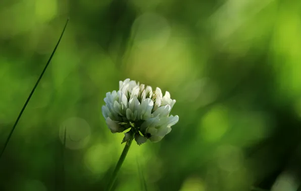 White, flower, clover