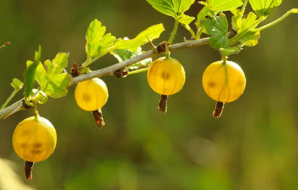 Fruit, twig, gooseberry