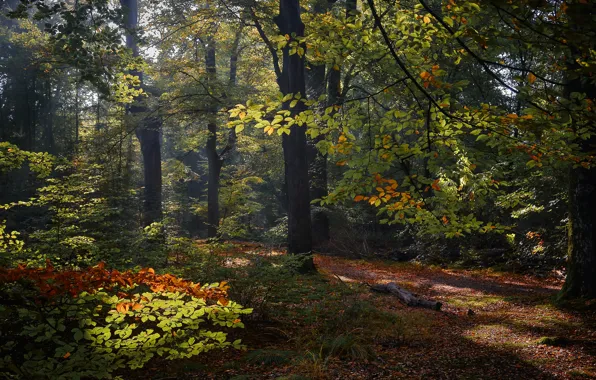 Картинка осень, лес, деревья, Нидерланды