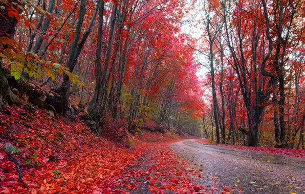 Дорога, осень, лес, листья, деревья, краски, красные, forest