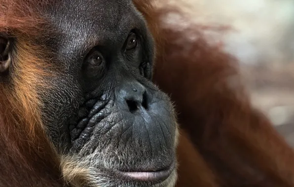 Картинка природа, обезьяна, Sumatran Orangutan