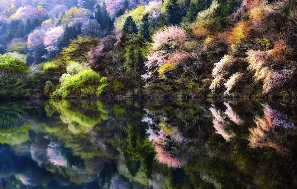 Деревья, природа, озеро, человек, весна, сакура, Корея, Южная Корея