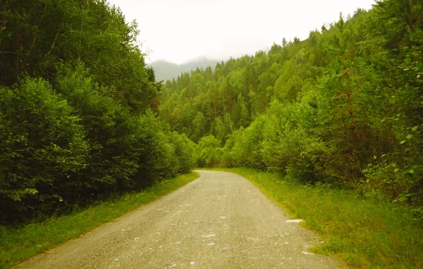 Картинка Trees, Дорога, Road, Nature, Деревья, Природа, Туман, Fog