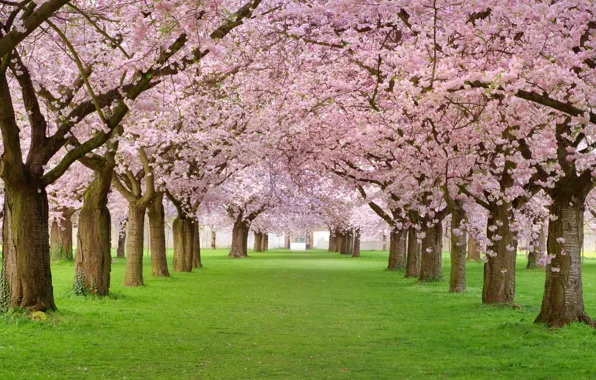 Nature, park, tree