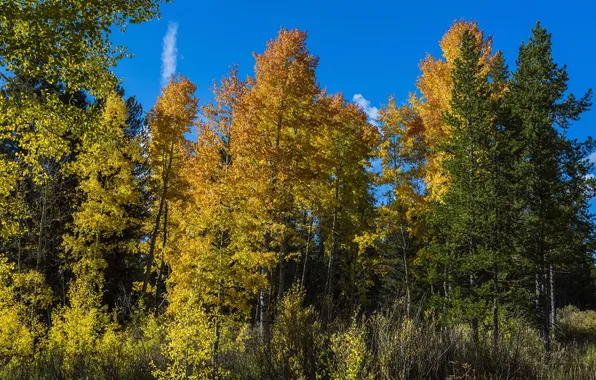 Картинка осень, лес, деревья, ветки, США, Wyoming, кусты, Grand Teton National Park