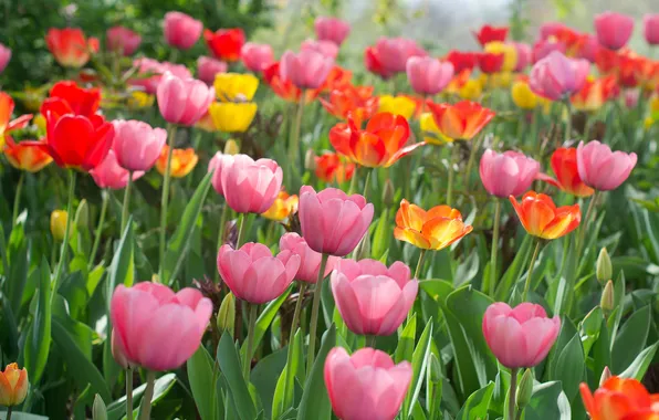 Картинка лепестки, colorful, тюльпаны, разноцветные, цветение, много, flowers, tulips