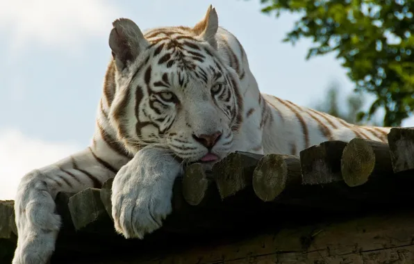 Морда, отдых, лапы, белый тигр, white tiger