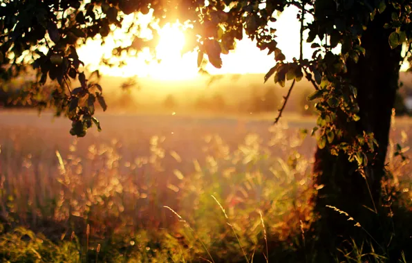 Картинка поле, трава, листья, солнце, свет, деревья, закат, природа
