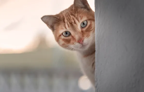 Кошка, кот, взгляд, стена, рыжий, мордашка, боке, выглядывает