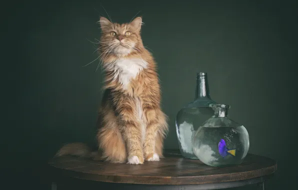 Кошка, кот, аквариум, рыбка