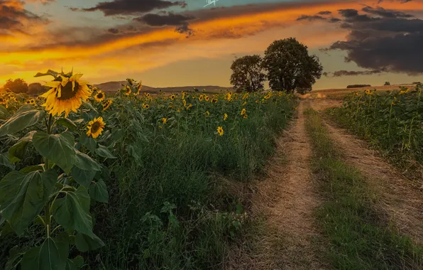 Картинка деревья, подсолнухи, природа, поля, вечер