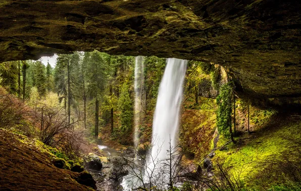 Картинка лес, деревья, скала, ручей, камни, водопад, США, Silver Falls State Park