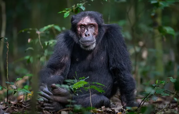 Картинка природа, обезьяна, Chimpanzee