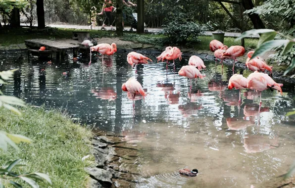 Вода, природа, фламинго