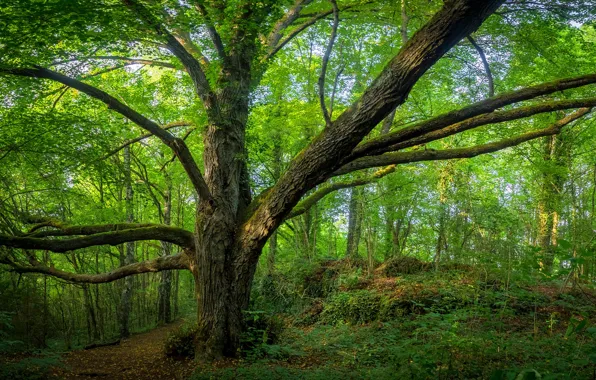 Картинка зелень, лес, лето, трава, деревья, Германия, Бавария