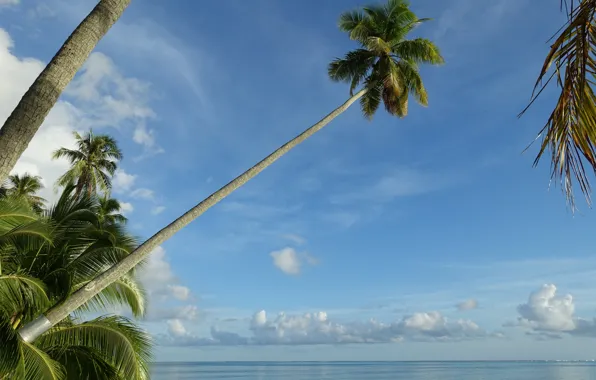 Небо, тропики, пальмы, океан, Pacific Ocean, Муреа, Moorea, French Polynesia