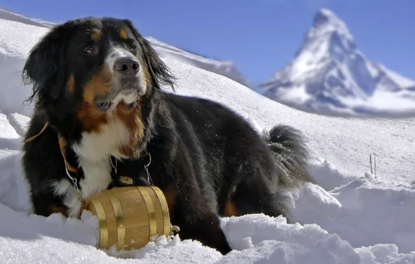 Картинка снег, горы, собака, dog, бернский зенненхунд, Berner Sennenhund