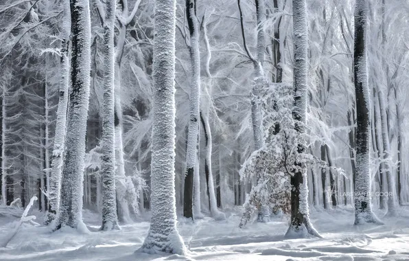 Картинка зима, лес, снег, природа