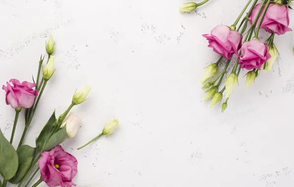 Картинка цветы, розовые, белые, эустома