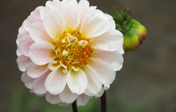 Белый, цветы, бутон, flower, Георгин, wite