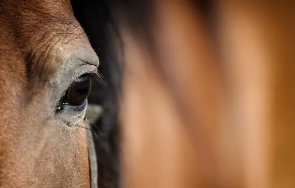 Head, horse, eye