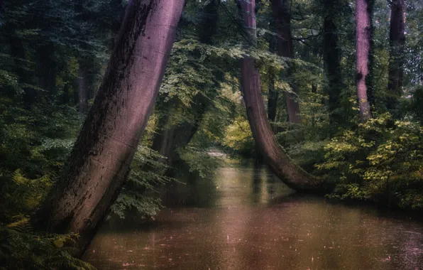 Деревья, пейзаж, природа, парк, дождь, канал, Голландия, Jan-Herman Visser