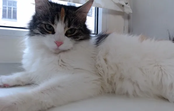 Кошка, котенок, животное, котик