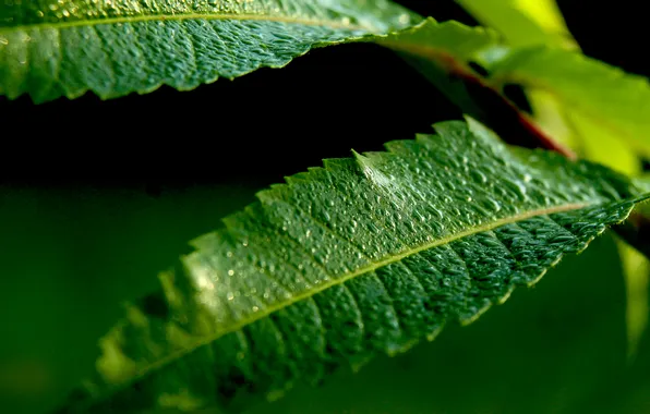 Water, drops, leaf