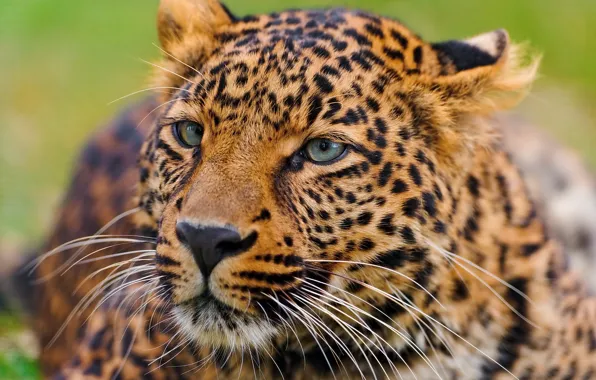 Картинка усы, морда, леопард, лежит, leopard, любопытство, panthera pardus